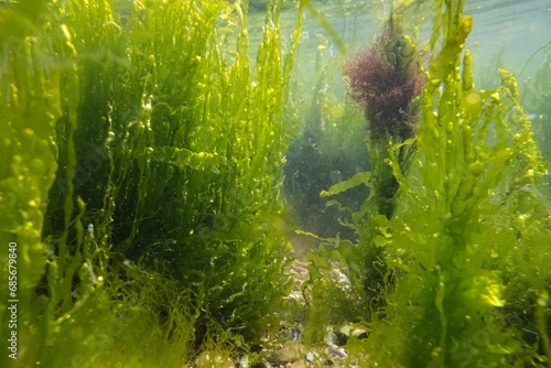 ulva green algae thicket make air bubble, littoral zone underwater snorkel, grow on crushed mussel bottom, oxygen rich low salinity saltwater biotope, glass refraction, poor visibility, storm weather