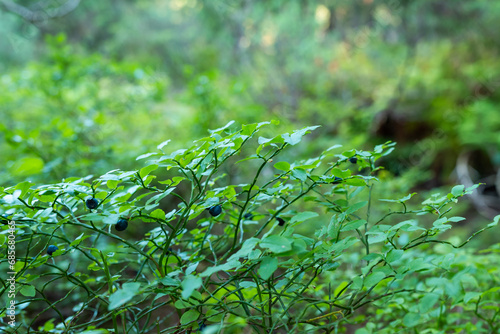 Blueberry bushes with ripe berries in the wild forest, close up. Concept of summer time in the woods, natural plant food with vitamins © Vitalii