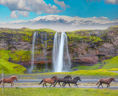 Amazing Seljalandsfoss waterfall in Iceland with Katla Volcano - The Icelandic red horse is a breed of horse developed - Iceland © muratart