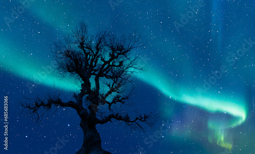 Beautiful landscape with lone tree, Aurora Borealis in the background 