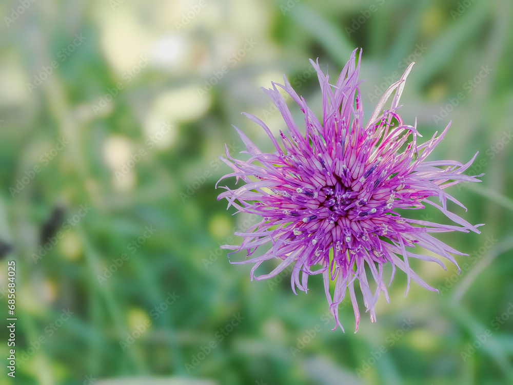 Close up shot of a purple flower with a nature background Close up shot of a purple flower with a nature background