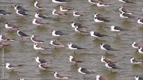 Flock of waterbirds wading in shallow water