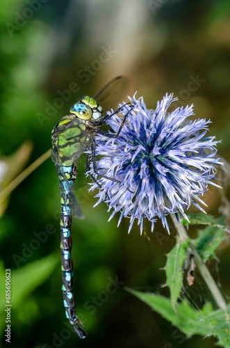 Portrait green dragonfly on purple flower.