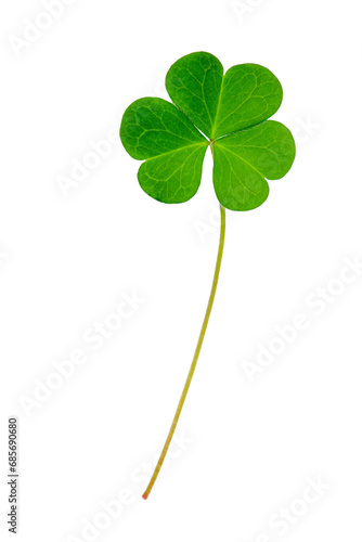 Normal green clover leaf isolated on white background. This has clipping path.