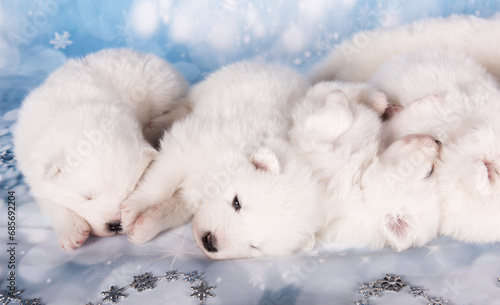 White fluffy puppies. White fluffy small Samoyed puppies dogs are sleeping on blue background