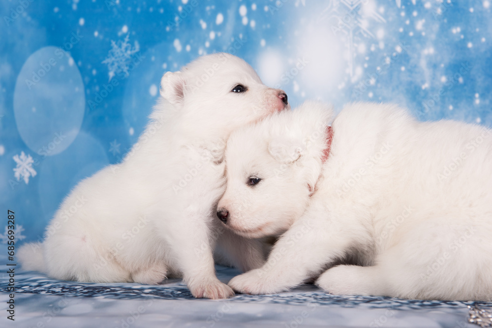 White fluffy two puppies. White fluffy small Samoyed puppies dogs are sitting on blue background White fluffy two puppies. White fluffy small Samoyed puppies dogs are sitting on blue background