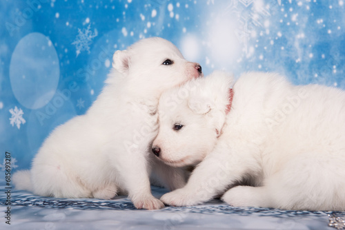 White fluffy two puppies. White fluffy small Samoyed puppies dogs are sitting on blue background