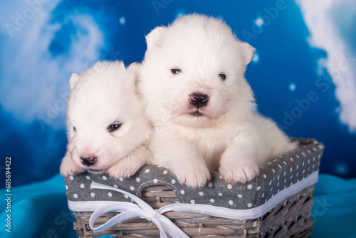 Two White fluffy small Samoyed puppies dogs are on blue background