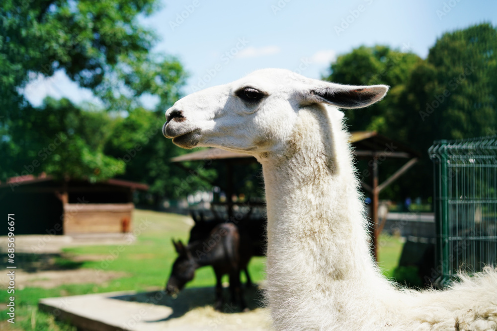 Obraz premium White llama in the zoo