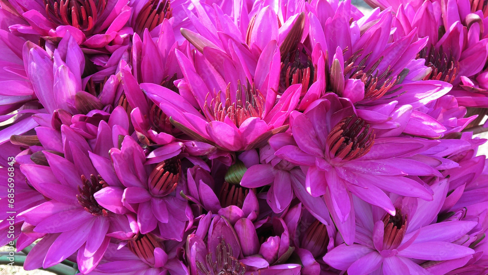 Bunch of pink water lily flowers in closeup