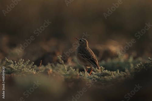 Brown bird perching on the ground.