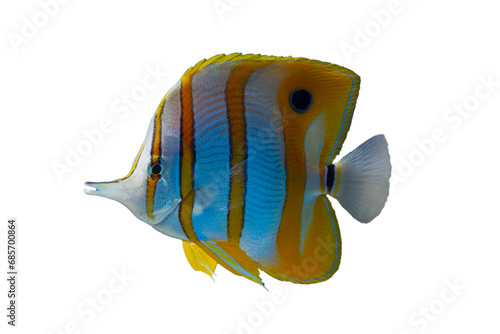 Copperband butterflyfish (Chelmon rostratus) on isolated background