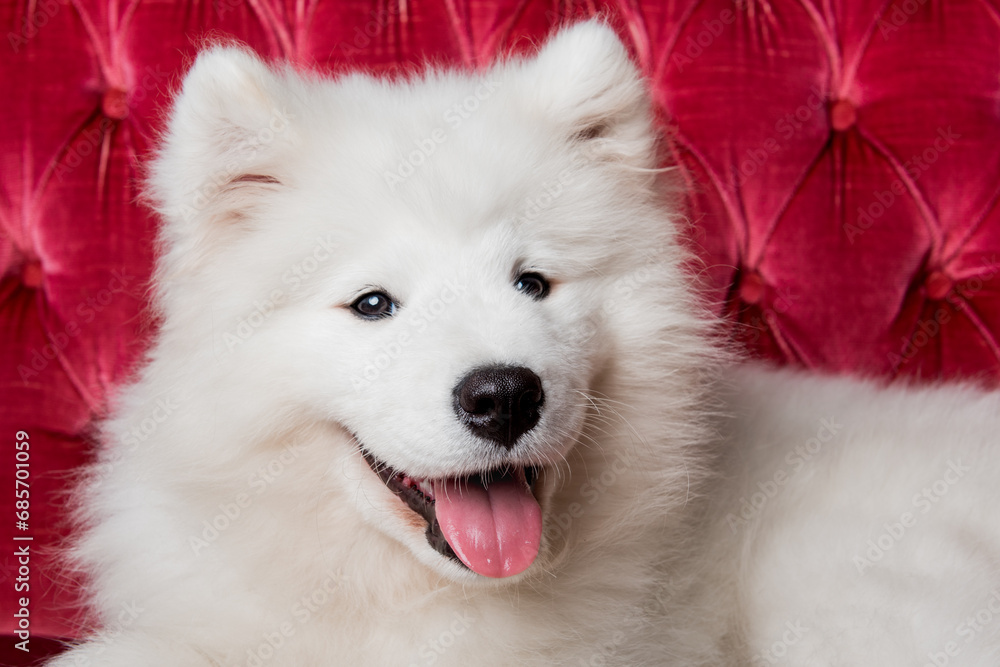 Fototapeta premium White fluffy Samoyed dog puppy on the red luxury couch