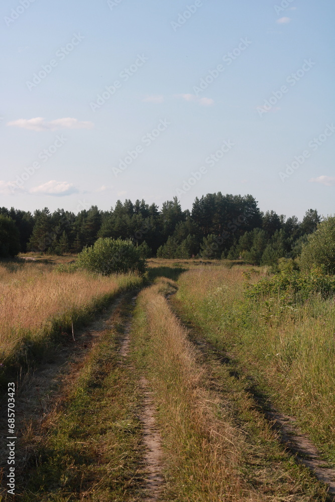 the road in the grass in the field , in summer, , on the sides of trees and bushes,