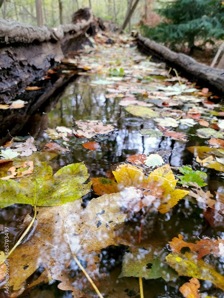 ausgehöhlter Baumstamm mit Wasser