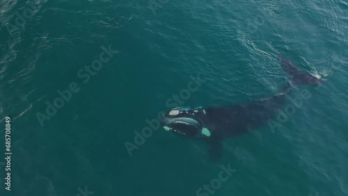 Southern right whale near Valdés peninsula. Right whale is feeding on the surface. Whale with open mouth.