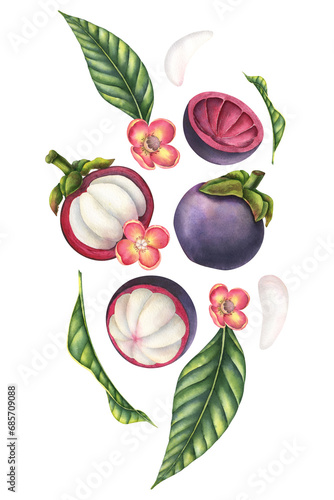 Mangosteen watercolor illustration. Hand drawn dynamic composition with exotic asian Fruits with palm leaves, flowers and slices of food on isolated background. Drawing for product label or packaging.