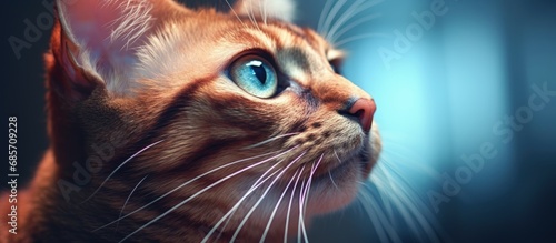 Cat with inflamed ear zoomed in Copy space image Place for adding text or design photo