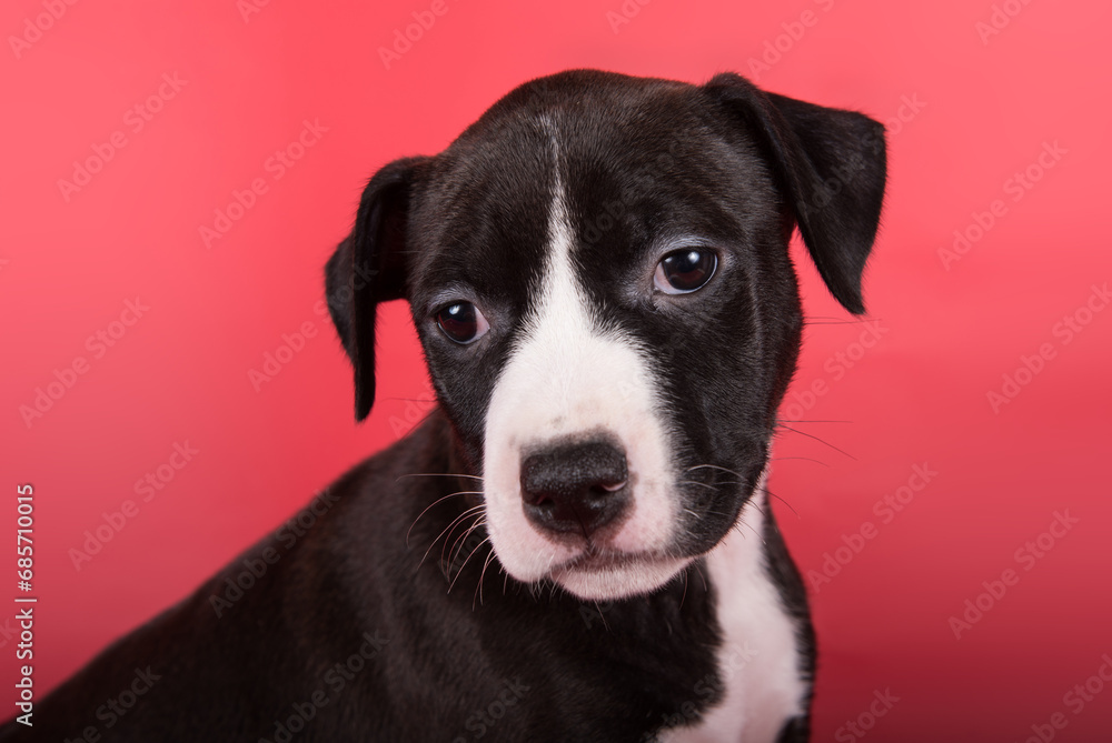 Black American Staffordshire Bull Terrier dog or AmStaff puppy on red background
