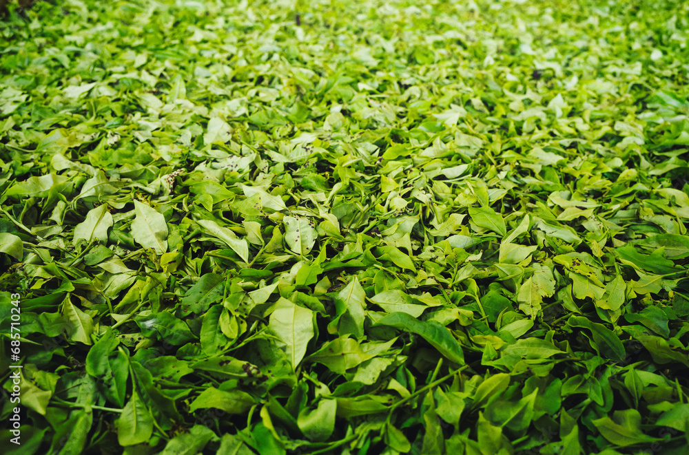 tea processing