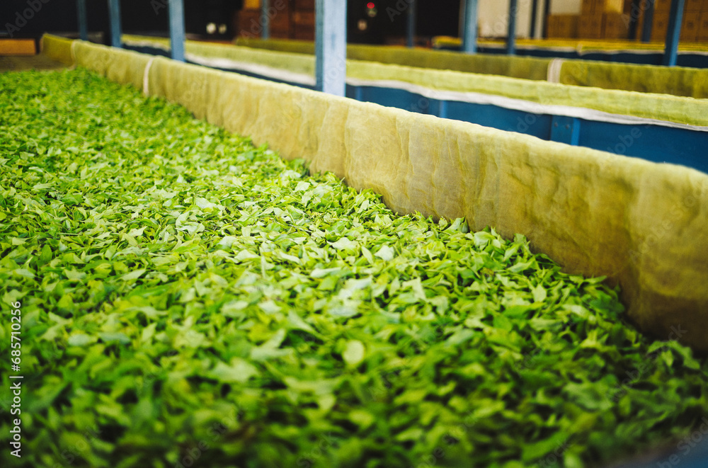 tea processing