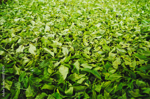 Obraz na płótnie tea processing w salonie