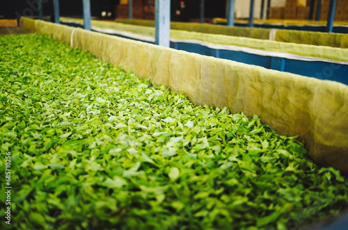 Obraz na płótnie tea processing w salonie