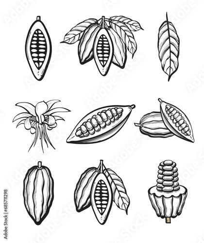 A set of hand-drawn black outline fruits of cocoa beans whole and in section with leaves on a branch with a flower. Flat doodle style. Vector illustration.