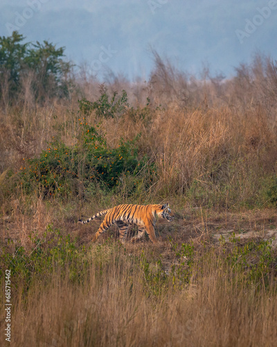 Indian wild female bengal tiger or panthera tigris running or prowl behind prey in terai region forest in winter season safari at dhikala zone of jim corbett national park reserve uttarakhand india