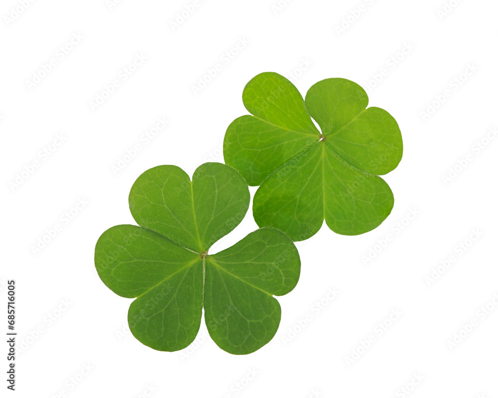 Normal green clover leaf isolated on white background. This has clipping path. Normal green clover leaf isolated on white background. This has clipping path.