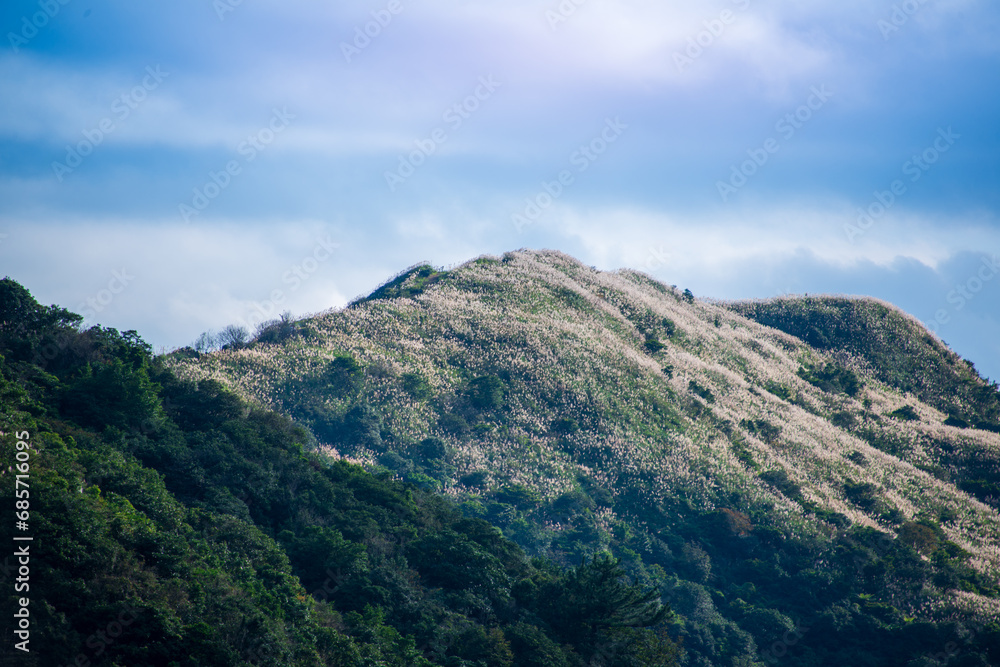 The top of the mountain is covered with white miscanthus flowers. Hiking and climbing in winter to enjoy Taiwan’s natural scenery and fresh air.