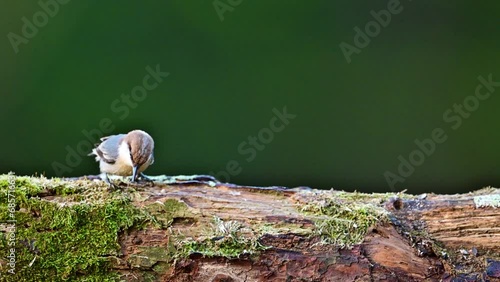 A Brown-headed Nuthatch on pine log photo