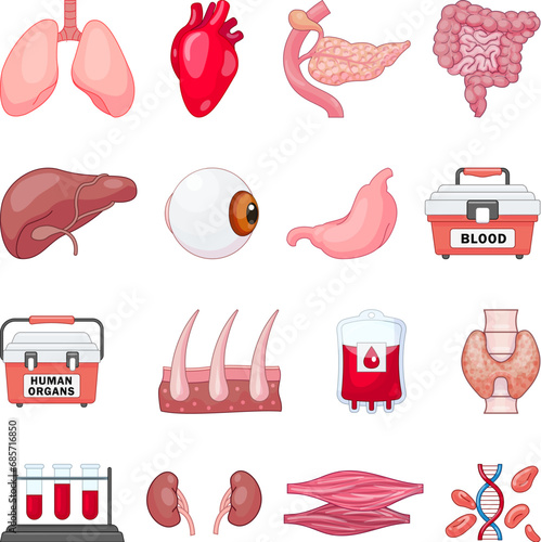 Donate organs icons set cartoon vector. Donor organ. Body liver health