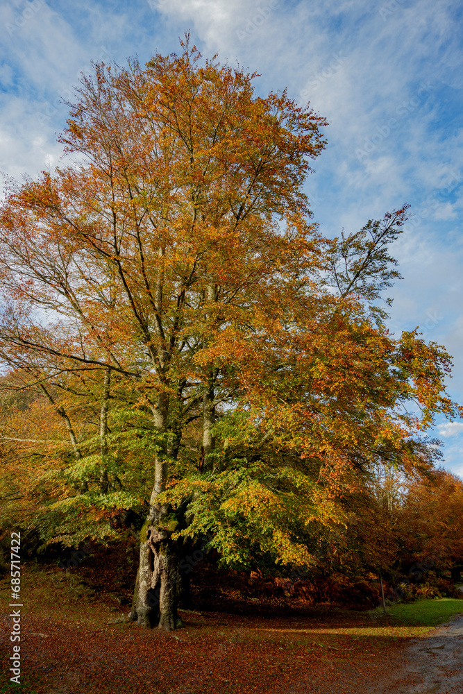 Spectacular landscapes of beech trees in a beech forest in autumn with incredible ocher and orange colors in the natural park of Gorbea in Alava Spain Spectacular landscapes of beech trees in a beech forest in autumn with incredible ocher and orange colors in the natural park of Gorbea in Alava Spain