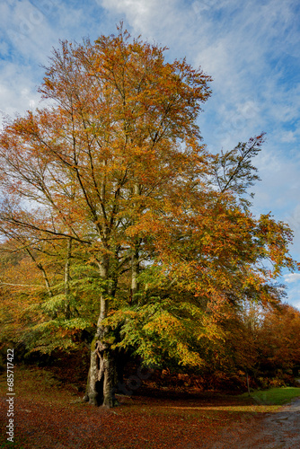 Spectacular landscapes of beech trees in a beech forest in autumn with incredible ocher and orange colors in the natural park of Gorbea in Alava Spain