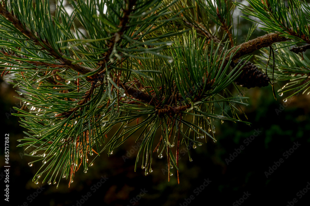 Fototapeta premium Drops on pine needles on a rainy fall afternoon