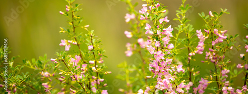 Blooming garden spring flowers. Blooming camel thorn in spring. Medicinal plant, pink flowers. Delicate floral landscape with blurry background and copy space. photo