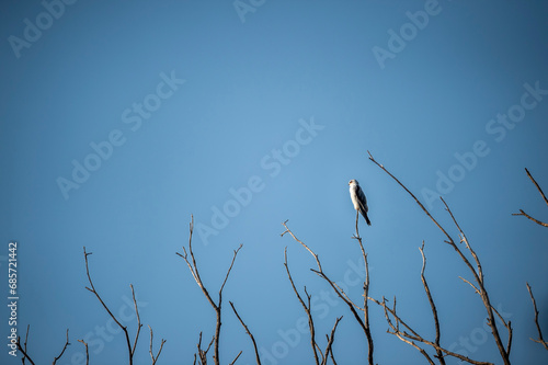black winged shouldered kite or elanus caeruleus bird small raptor and hunter perched high on tree branch in natural blue sky background during winter migration at forest of central india asia