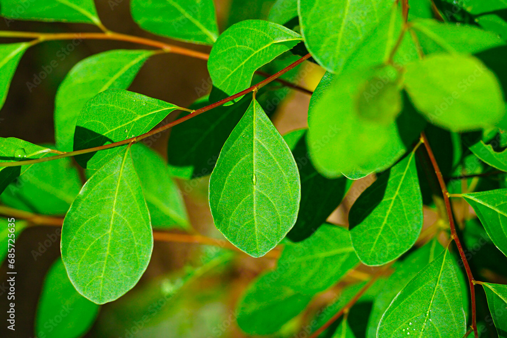 Naklejka premium Flueggea leaves close up view, Bushweeds, Katupila plant, Flueggea leucopyrus, White-berry bush, Indian snow berry