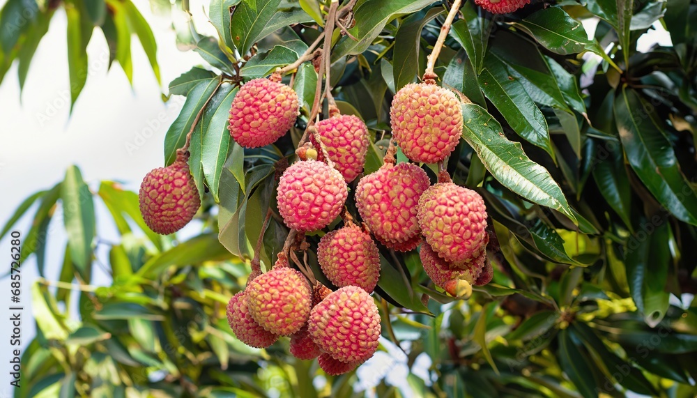 Lychee tree full of Lychee Lychee tree full of Lychee