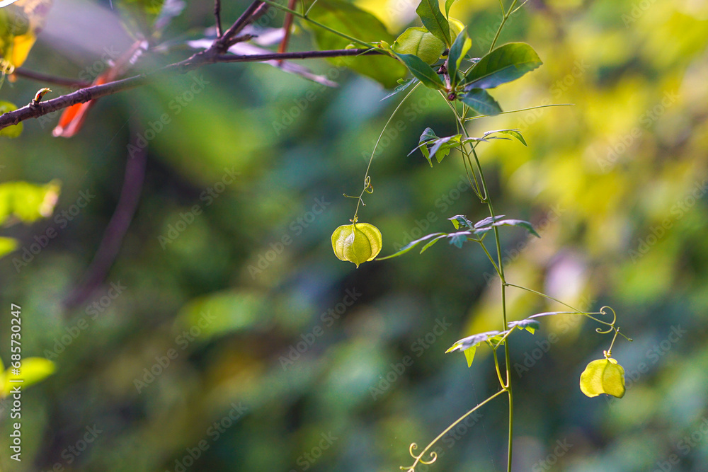 Balloon vine plant with balloon vine, Lesser balloon vine, Love in a ...