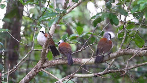 family of White-crested Laughingthrush perched on a branch 