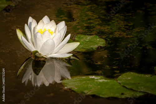 Water Lily in a Lake