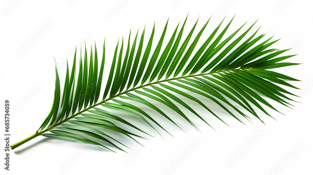 A palm tree branch with green leaves on a white background with a clipping path to the top of the image A palm tree branch with green leaves on a white background with a clipping path to the top of the image