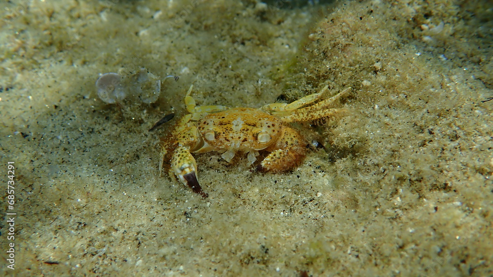 Dead yellow crab or warty crab (Eriphia verrucosa) undersea, Aegean Sea, Greece, Halkidiki