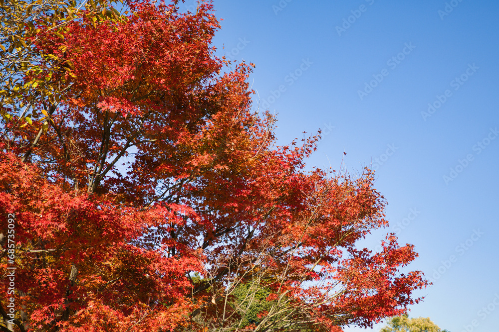 11月の色鮮やかに紅葉している綺麗なもみじ 11月の色鮮やかに紅葉している綺麗なもみじ