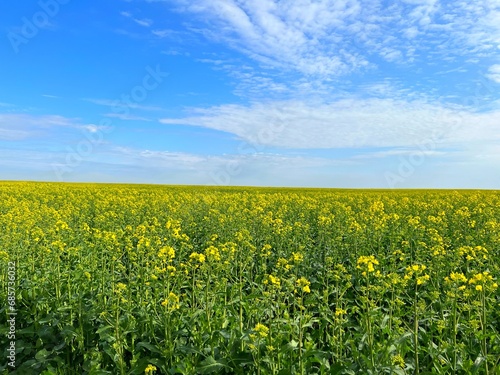 Canola rapeseed field yellow flowers against blue sky  © OLENA