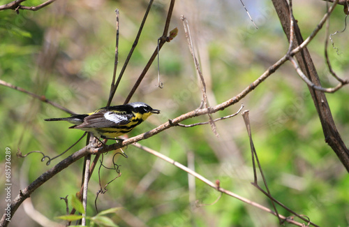 Magnolia Warbler perched on branch
