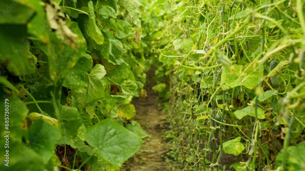 Immerse yourself in the wonderful land of organic cucumbers: watch the seasons change in a greenhouse oasis where the culmination of care and the magic of nature gives a bounty of fragrant cucumbers. Immerse yourself in the wonderful land of organic cucumbers: watch the seasons change in a greenhouse oasis where the culmination of care and the magic of nature gives a bounty of fragrant cucumbers.