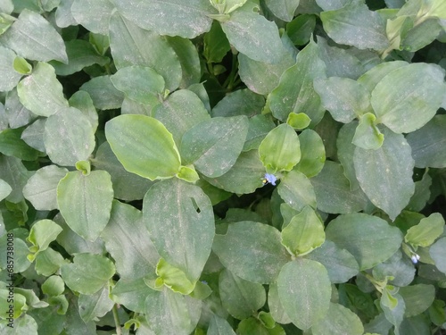 Commelina benghalensis leaf plant on farm photo